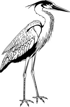 Great Blue Heron Vector Illustration