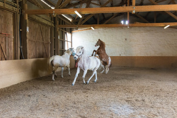 spielerischer Auslauf von Pferden in einer Reithalle