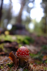 Red Mushroom With White Spots in the forest