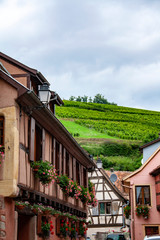 Turckheim. Vignes sur la crête vues du centre ville. Haut Rhin, Alsace. Grand Est	