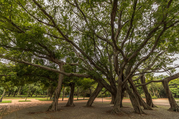 beautiful tree