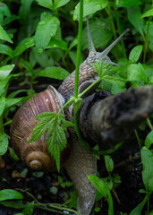 snail in the grass