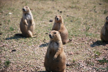 Naklejka na ściany i meble Prairie Dogs