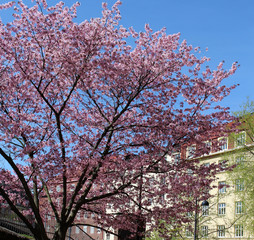 Baum mit rosa Blüten blüht im Frühling vor einem Haus in der Stadt Helsinki, Finnland