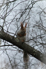 squirrel on tree