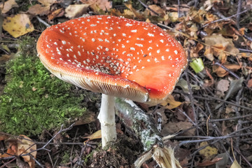 Fly agaric Amanita muscaria mushroom in an autumn forest. Beautiful, large but poisonous mushroom.
