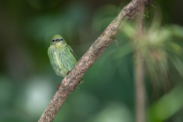 Guit guit sac du Costa Rica