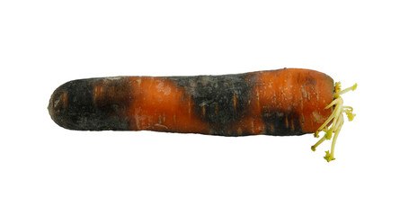 Vegetable diseases: Brown rot  carrot
