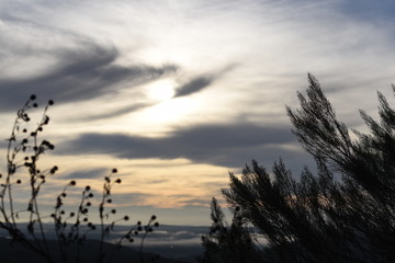 Sunrise through the trees