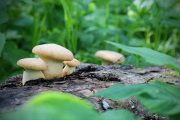 mushroom in forest