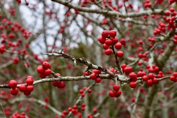 Fototapeta na wymiar red berries on branches