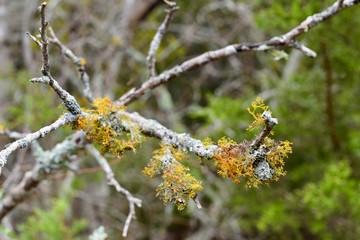flowers on tree