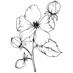 Fototapeta premium Vector Apple blossom floral botanical flower. Black and white engraved ink art. Isolated flowers illustration element.