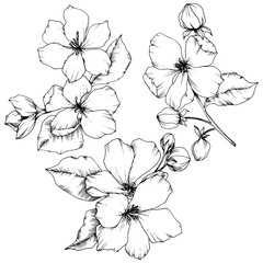 Vector Apple blossom floral botanical flower. Black and white engraved ink art. Isolated flowers illustration element.