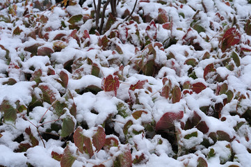 snow on leaves of barrenwort in winter garden