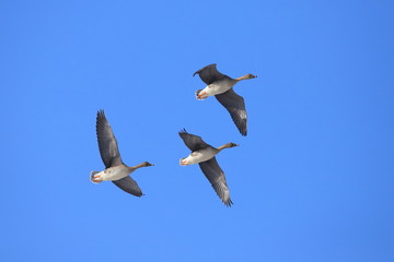 オオヒシクイ　Taiga bean goose	