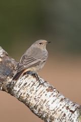 Il codirosso spazzacamino (Phoenicurus ochruros)