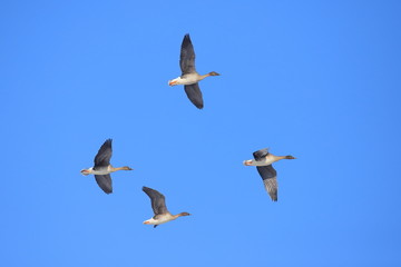 オオヒシクイ　Taiga bean goose	