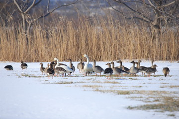 ハクチョウとオオヒシクイの群れ　Swans and geese flock