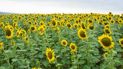 Obraz premium Sunflowers in the field