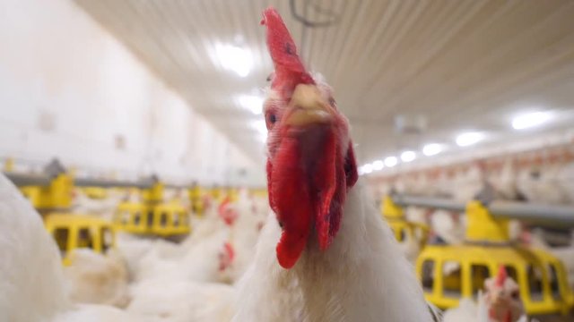 Poultry farm. Lots of chickens in the hangar.