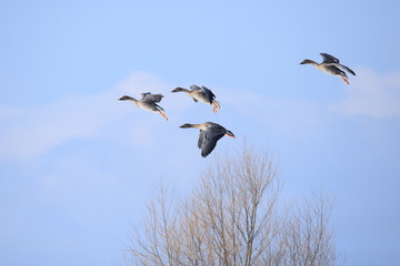 オオヒシクイ　Taiga bean goose	