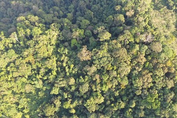 Naklejka premium Aerial photo tropical rainforest in Sumatra, Indonesia 