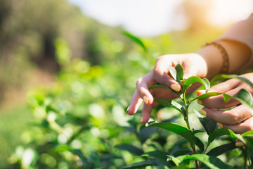  Hand picking a fresh tea leaf,Picking tea leaves by hand in organic green tea farm in the farm land,copy space.