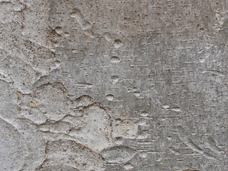 bark of a tree