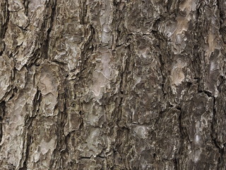 bark of a tree