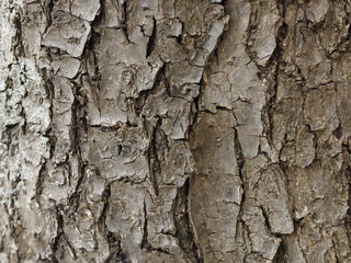 bark of a tree