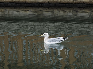 Seagull
