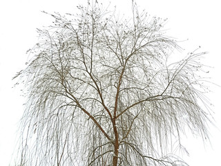 Willow tree on snowy white sky in winter