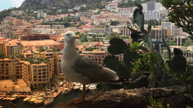 Luxury yachts in Monaco marina. Port de Fontveille.Ultra HD 4k, real time