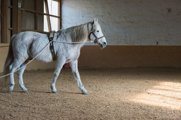 Pferd mit Zaumzeug läuft in einem Reitstall