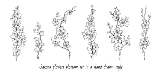 Sakura flowers blossom set, hand drawn line ink style. Cure doodle cherry plant vector illustration, black isolated on white background. Realistic floral bloom for spring japanese or chinese holiday © Olga Che