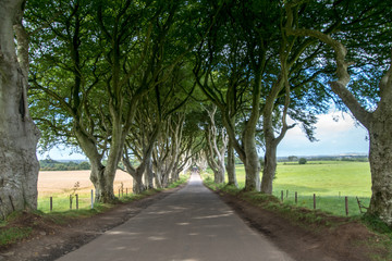 The Dark Hedges in Nordirland