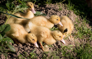 Cute little ducks
