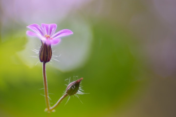 Roberts herb - Geranium robertianum, a common herb from spring until autumn.