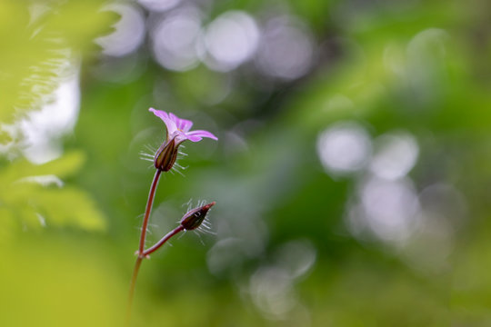 Roberts herb - Geranium robertianum, a common herb from spring until autumn.