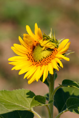 Sunflower natural background, Sunflower blooming, Sunflower oil improves skin health and promote cell regeneration