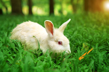 white wild rabbit and red eye eating carrot on meadow and green grass nature with tree in the garden or jungle and forest for animal life background on sunlight