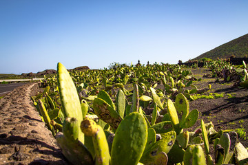 Asphalt road along the plantation of edible Opuntia ficus-indica cacti on a sunny day in the Canary Islands. Spain Lanserote