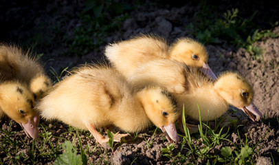 Cute little ducks