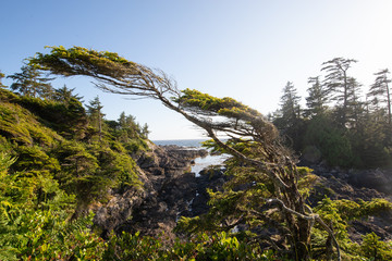 Rainforest meets coast on Vancouver Island
