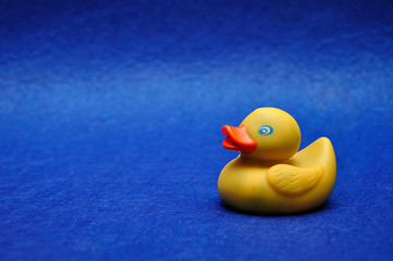 A rubber duck on a blue background