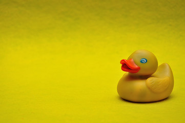 A rubber duck on a yellow background