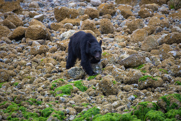 A coastal black bear on Vancouver Island