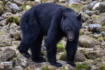 Fototapeta premium A coastal black bear on Vancouver Island