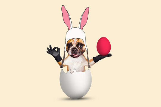 Easter French bulldog in bunny costume sitting in the shell of an egg and holding a painted egg on an isolated background